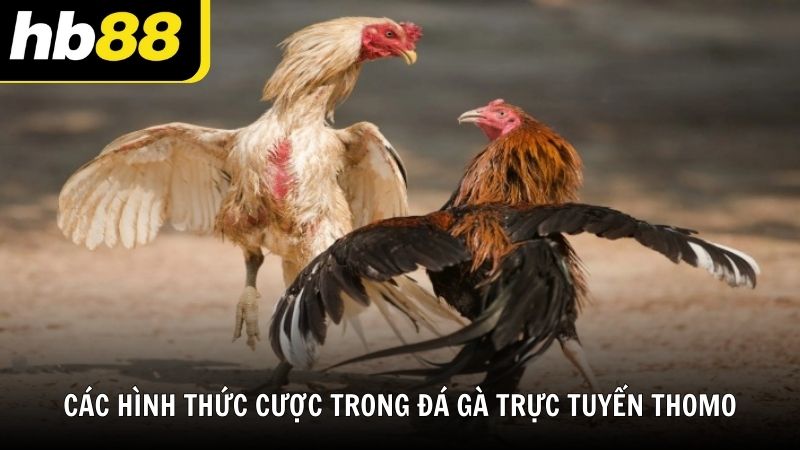 Các hình thức cá cược trong đá gà trực tuyến Thomo