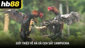 Giới thiệu về đá gà cựa sắt Campuchia