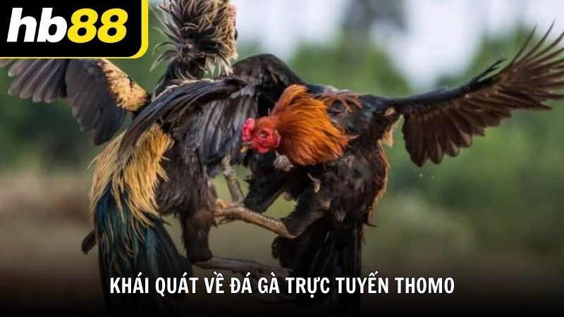 Khái quát về đá gà trực tuyến Thomo
