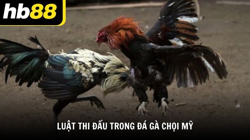 Luật thi đấu trong đá gà chọi Mỹ