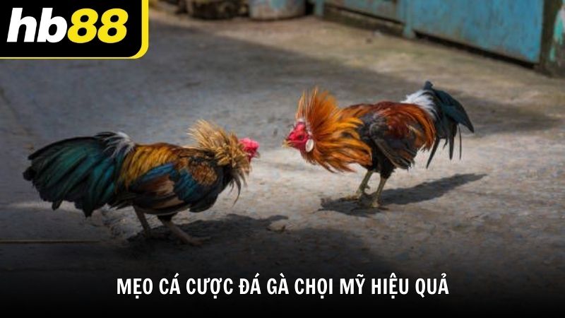 Mẹo cá cược đá gà chọi Mỹ hiệu quả cùng HB88