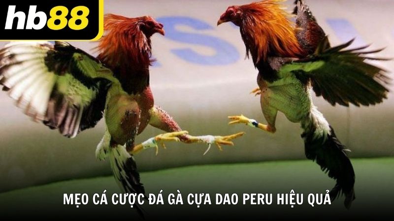 Mẹo cá cược đá gà cựa dao Peru hiệu quả