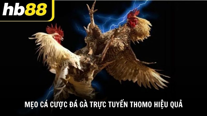 Mẹo cá cược đá gà trực tuyến Thomo hiệu quả từ HB88