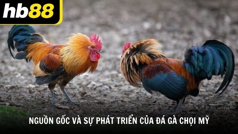 Nguồn gốc và sự phát triển của đá gà chọi Mỹ