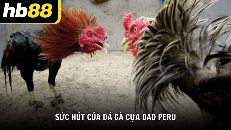 Sức hút của đá gà cựa dao Peru
