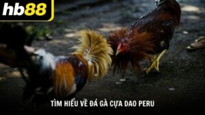 Tìm hiểu về đá gà cựa dao Peru