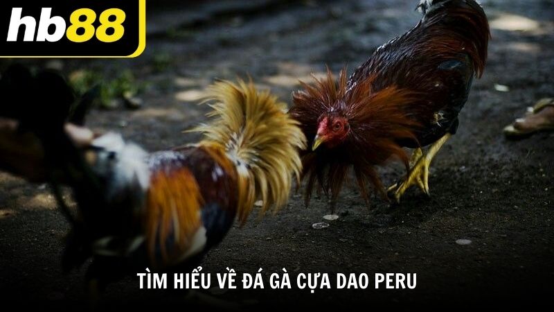 Tìm hiểu về đá gà cựa dao Peru